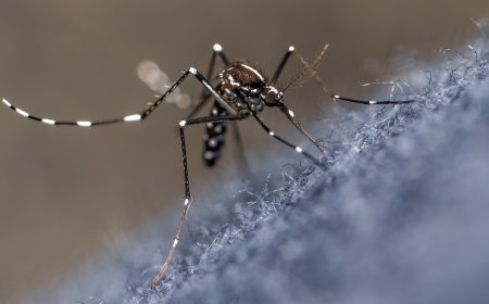 Painel de Monitoramento mostra aumento da incidência da dengue em Serra Negra