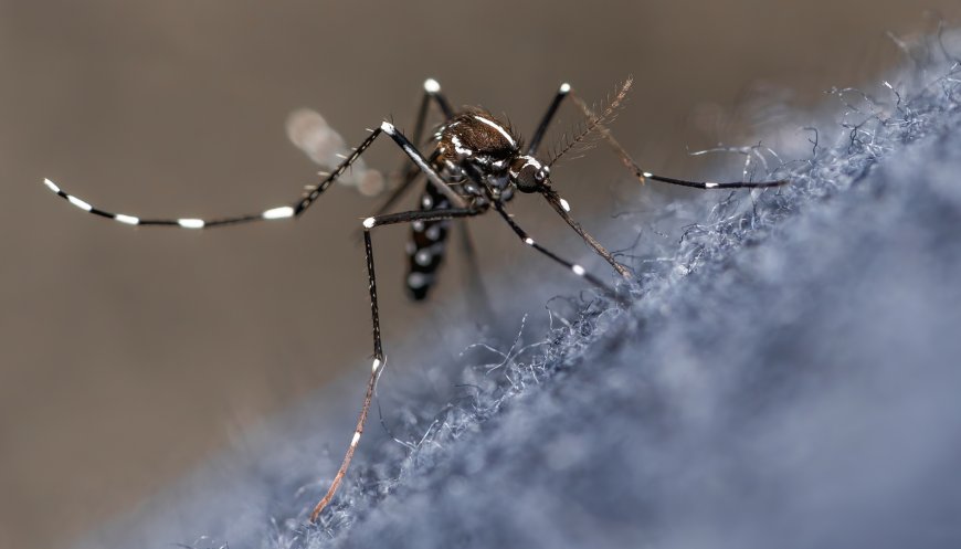 Painel de Monitoramento mostra aumento da incidência da dengue em Serra Negra