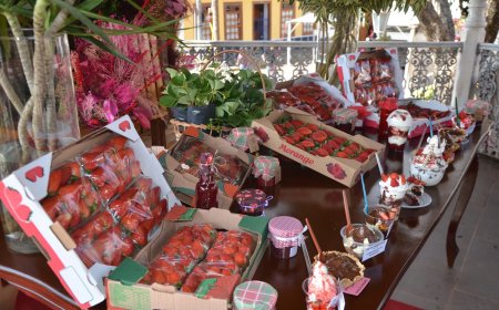 27ª Edição da Festa do Morango começa no dia 23 de agosto