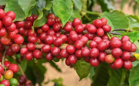 Conheça as principais fazendas de café para visitar em Serra Negra
