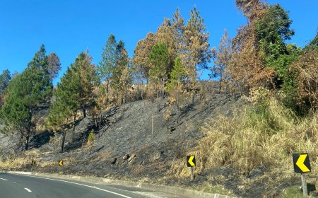 Brasil concentra 72% dos incêndios registrados na América do Sul