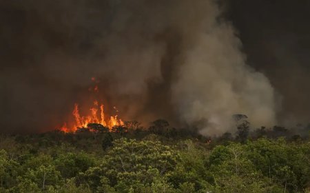 Brasil tem 22,38 milhões de hectares atingidos pelo fogo em nove meses