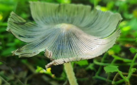 Vivência sobre fungos em Serra Negra: uma imersão na diversidade micológica