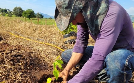 Copaíba lidera a restauração de áreas florestais com o plantio de mais de 20 mil mudas em Serra Negra