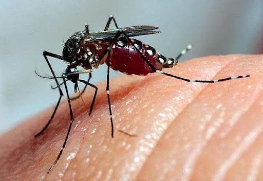 Casos de dengue seguem em alta no Circuito das Águas Paulista