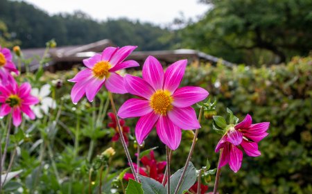 Holambra inaugura 42ª Expoflora com arte, flores e cultura holandesa