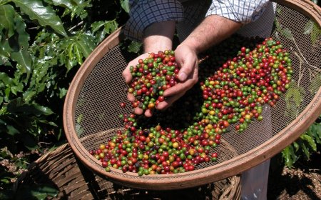 Serra Negra recebe 18º Concurso de Qualidade do Café do Circuito das Águas Paulista