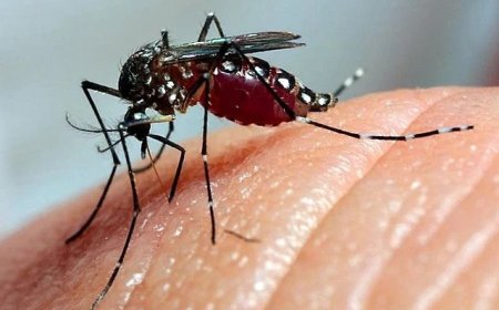 Serra Negra confirma 206 casos de Dengue, mas nenhum registro de óbito pela doença