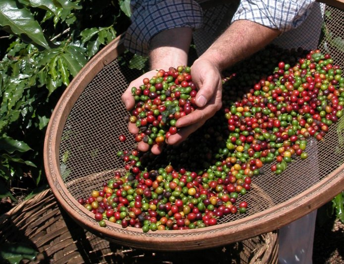 De olho no mercado de cafés especiais, São Paulo abre inscrições para 25º Concurso Estadual Qualidade do Café