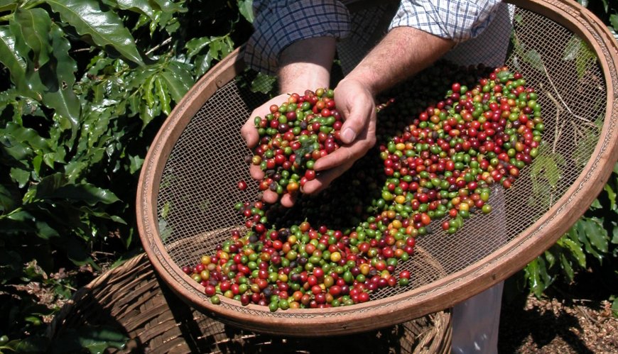 Serra Negra recebe 18º Concurso de Qualidade do Café do Circuito das Águas Paulista