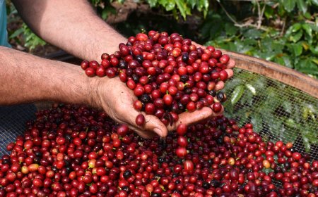Últimos dias para inscrições no Concurso Estadual Qualidade do Café de São Paulo