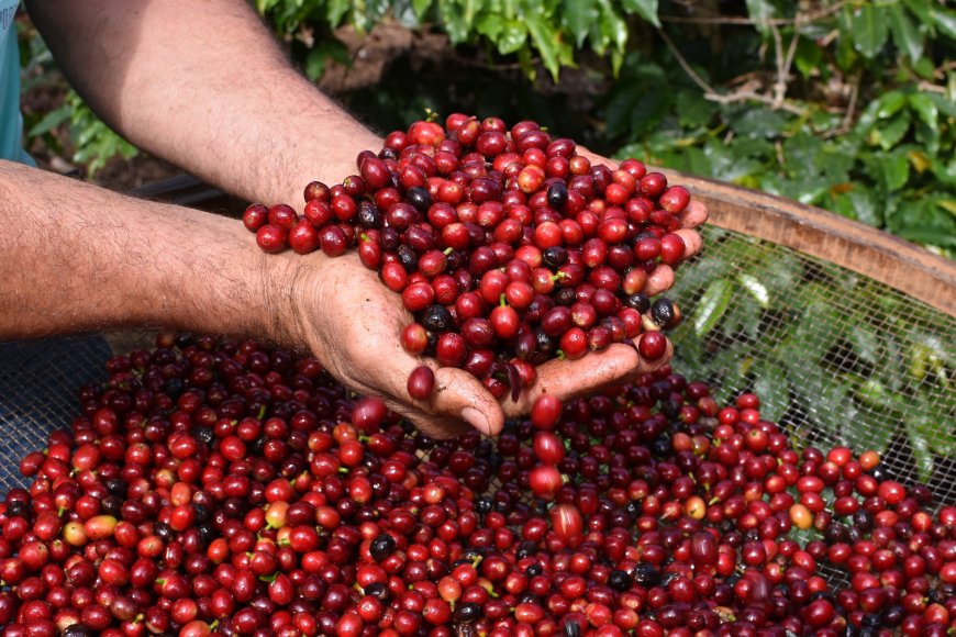Últimos dias para inscrições no Concurso Estadual Qualidade do Café de São Paulo