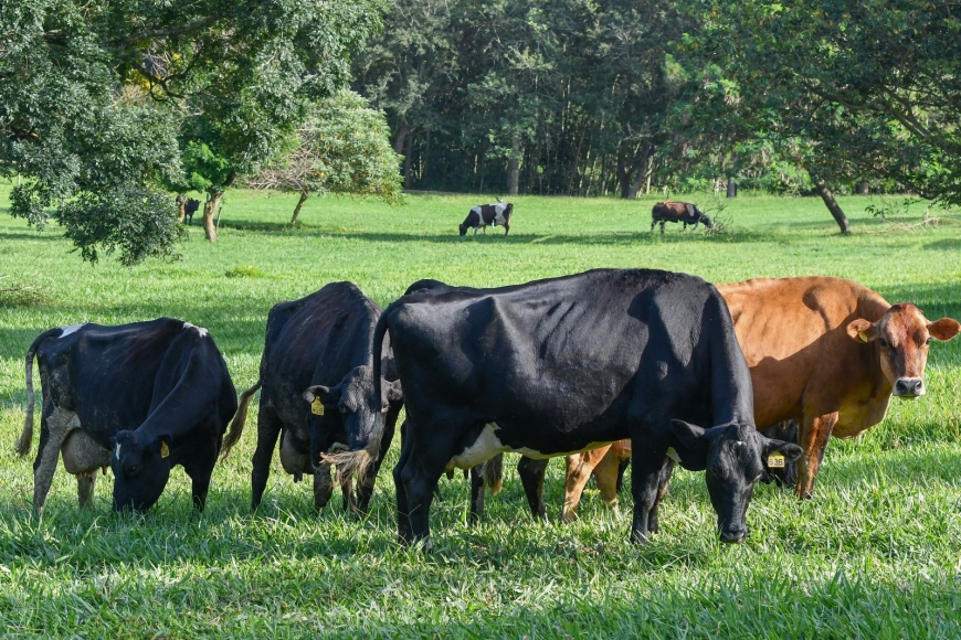 Serra Negra Para os Serranos: Nata da Serra - Autoral e orgânico no seio da terra