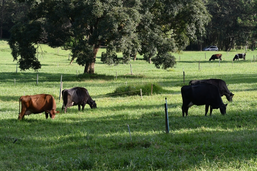 Serra Negra Para os Serranos: Nata da Serra - Autoral e orgânico no seio da terra