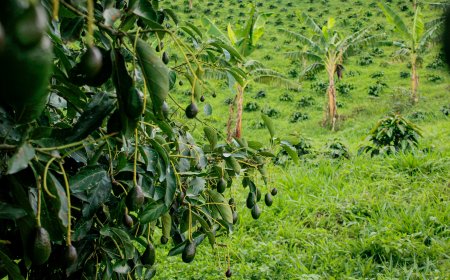 Prefeitura de Serra Negra orienta agropecuaristas sobre acesso ao Crédito Rural FEAP