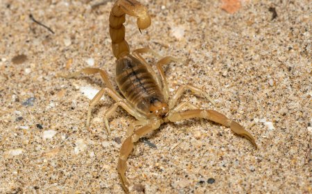 Estado alerta para aumento de acidentes com escorpiões no verão