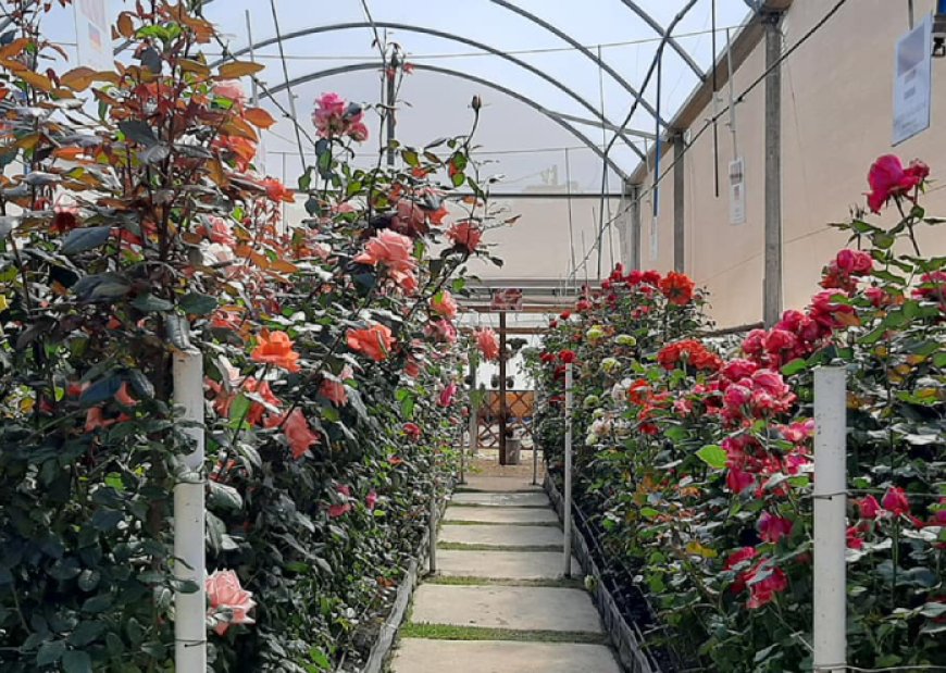 Serra Negra Para os Serranos: Episódio 9: Park Vitrine das Flores - Quando as Cordas Vão ao Chão