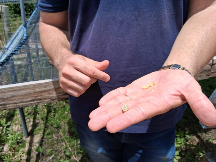 Café Nonno Marchi realiza experiência imersiva do café com plantio de mudas
