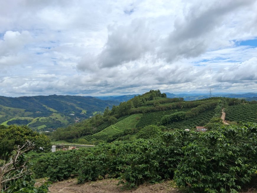 Café Nonno Marchi realiza experiência imersiva do café com plantio de mudas