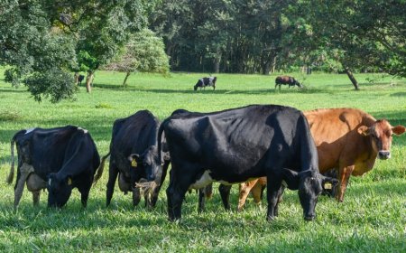Dia de Campo vai apresentar tecnologias e manejo para a produção de leite a pasto em Serra Negra