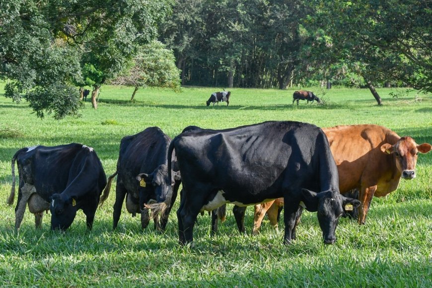 Dia de Campo vai apresentar tecnologias e manejo para a produção de leite a pasto em Serra Negra