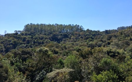 Copaíba celebra Dia da Proteção das Florestas com mais de 1,2 milhão de árvores plantadas na região