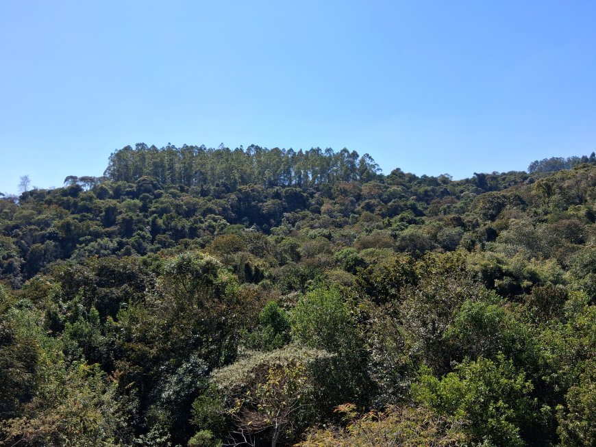 Copaíba celebra Dia da Proteção das Florestas com mais de 1,2 milhão de árvores plantadas na região