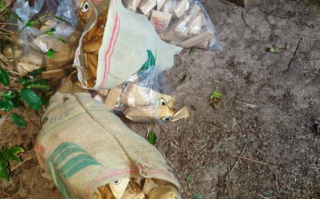 GCM impede furto de café em propriedade rural de Serra Negra