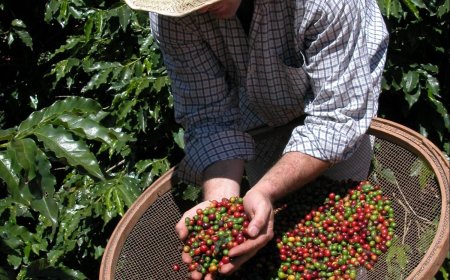 Cafés especiais do Circuito das Águas Paulista recebem selo de Indicação Geográfica em cerimônia no Centro de Convenções